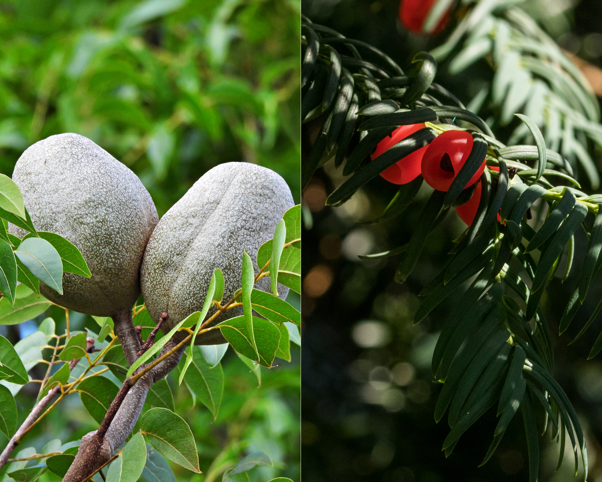 Mahagoni und Eibe Mahagoni und Eibe